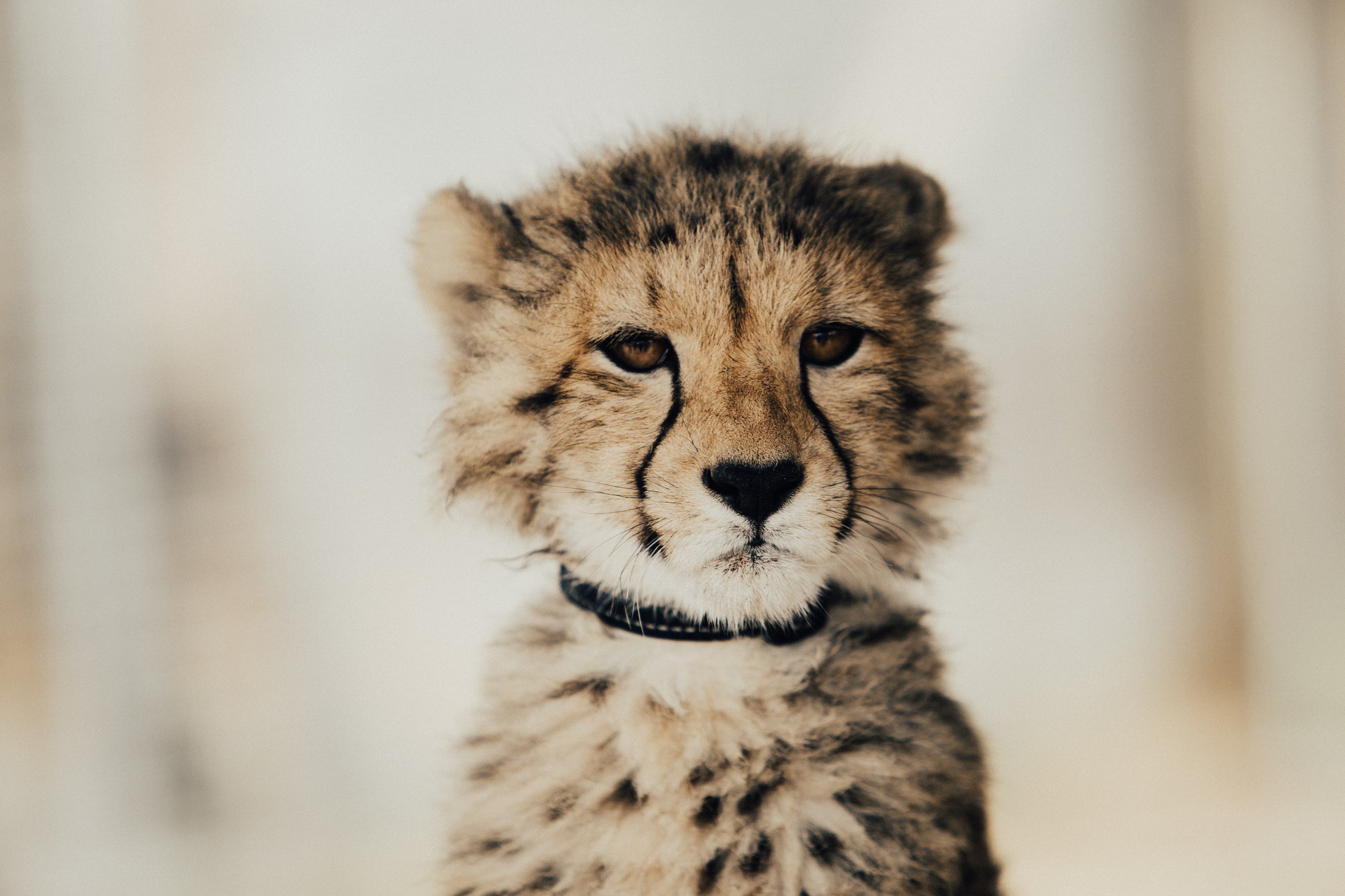 Animales