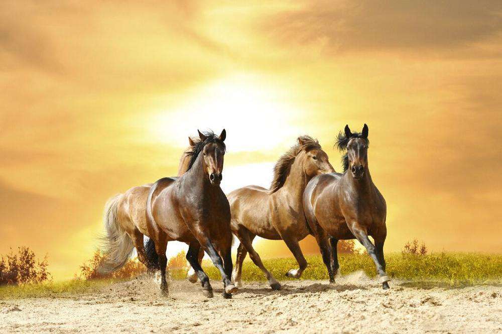 Carrera de Caballos Lienzo Artístico 1 Pieza - ARTYHC™