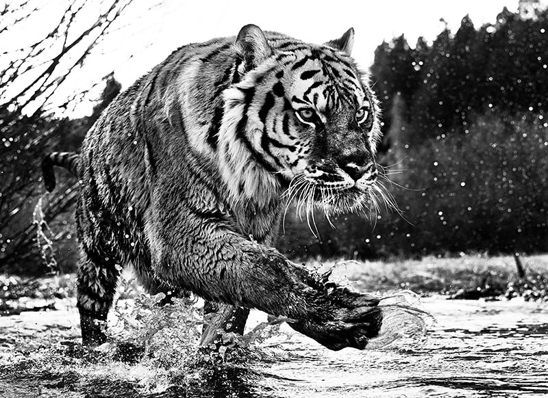 The Black Tiger Lienzo Artístico 1 Pieza - ARTYHC™